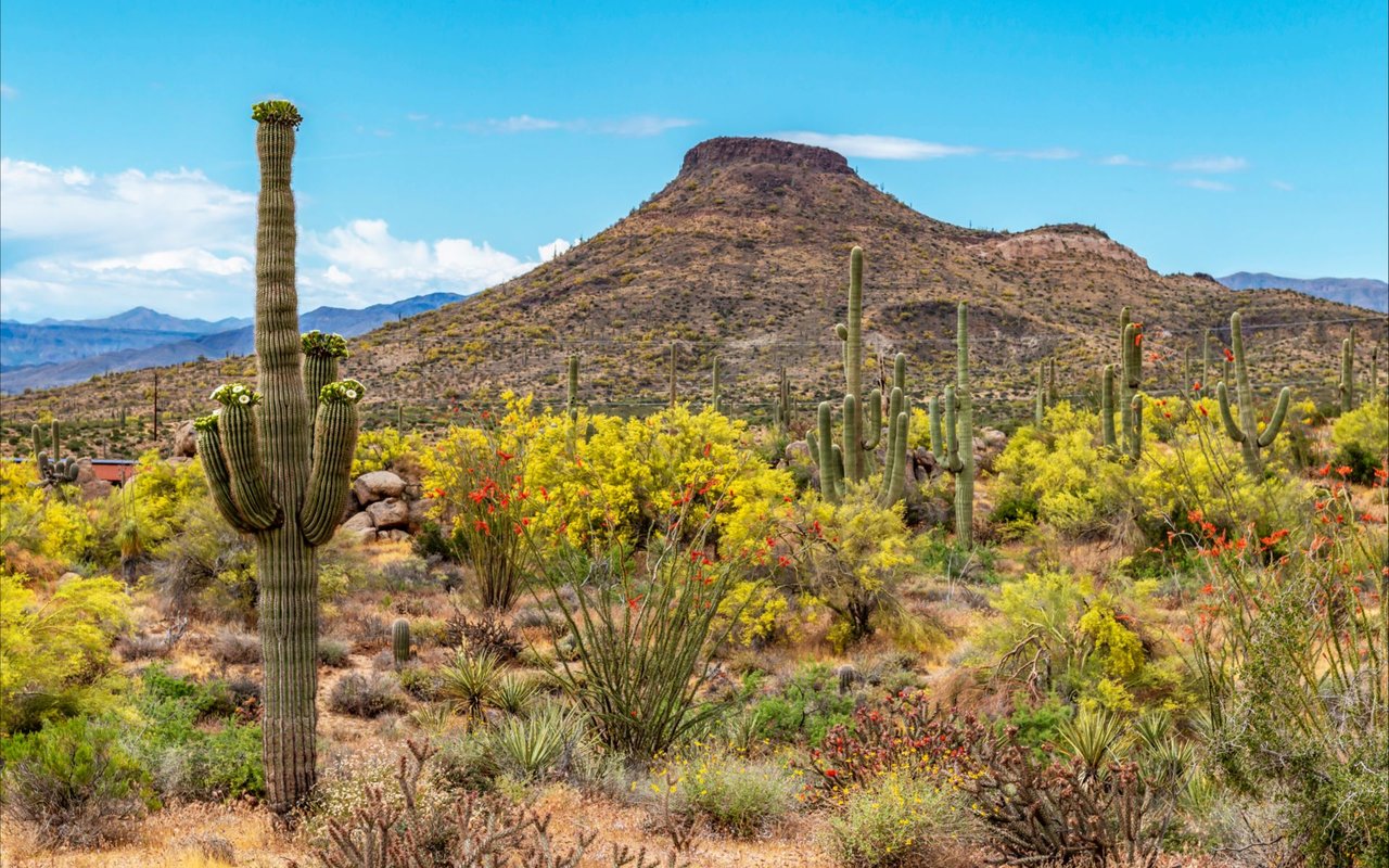North Scottsdale