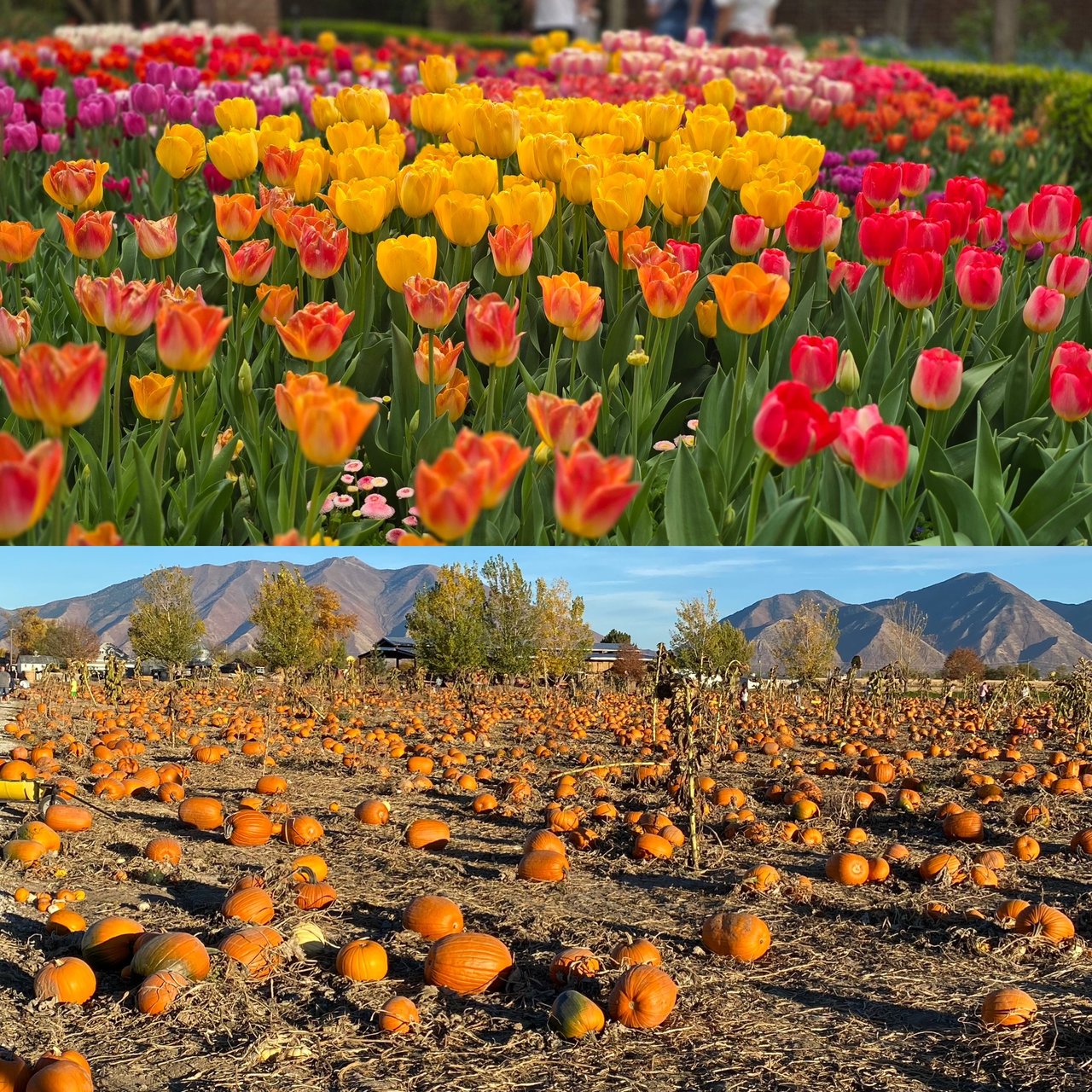 Colorful tulips in bloom above a pumpkin patch beneath mountain peaks.