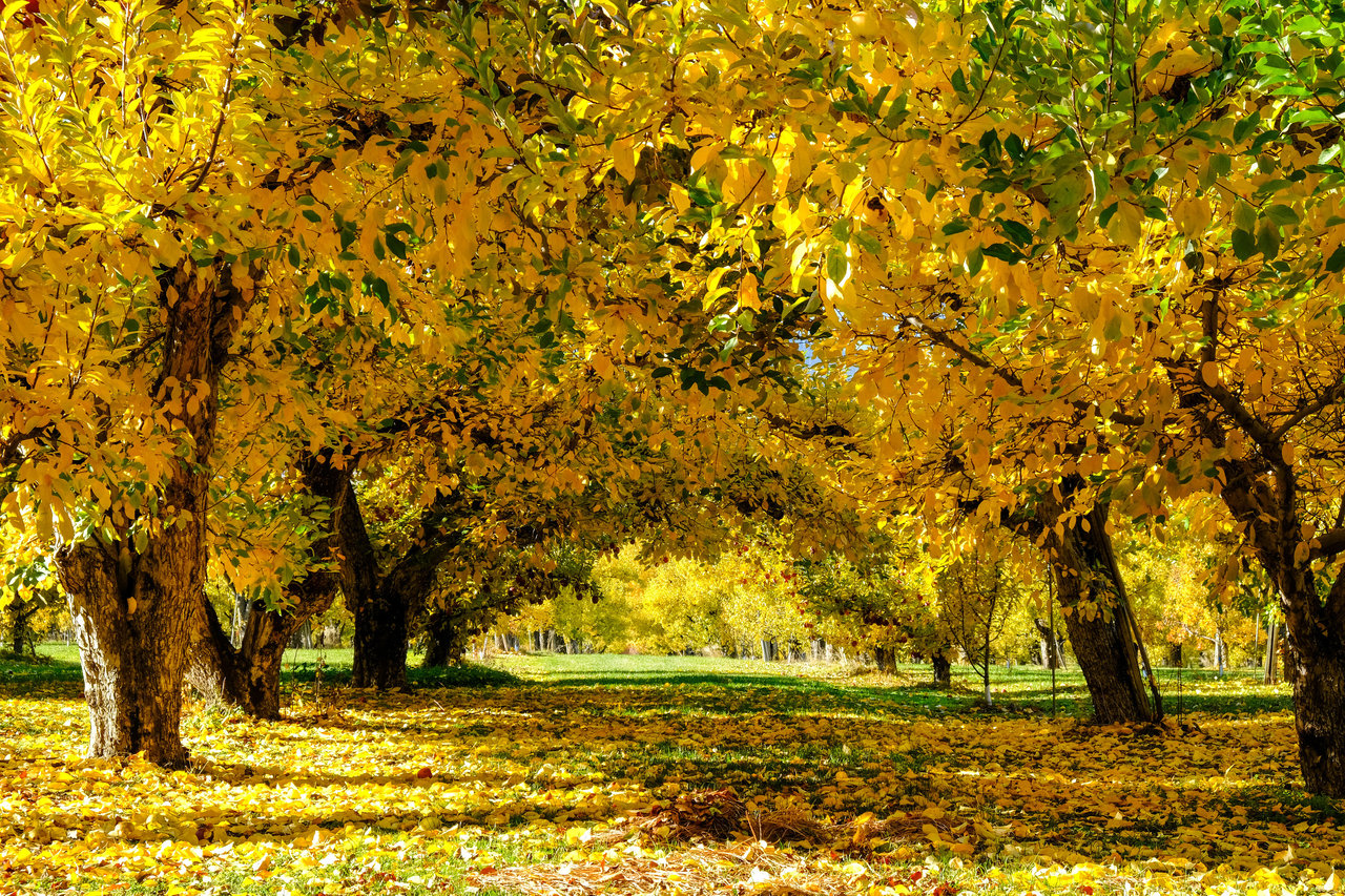 The Orchards