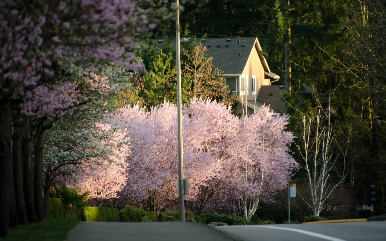 The Seattle Rennie Review | March 2025