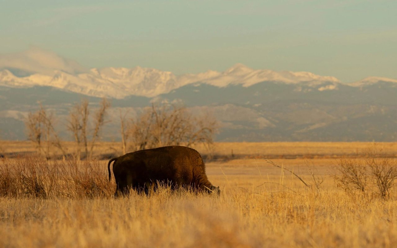 Unveiling the Ultimate Guide to Discovering and Selling Premier Hunting Ranches in Colorado