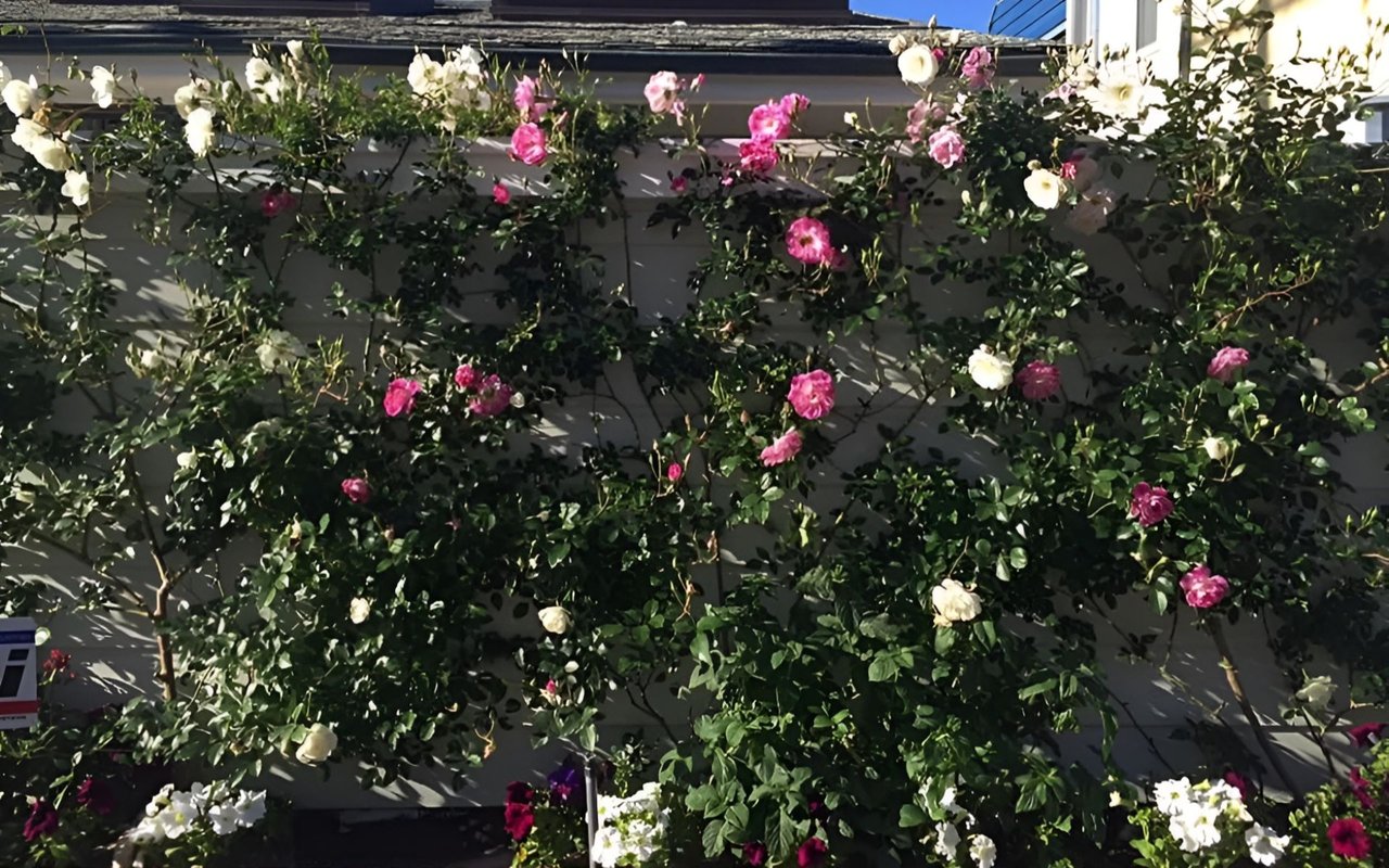 Roses climbing an exterior wall, with pink and white blooms among dense green foliage.