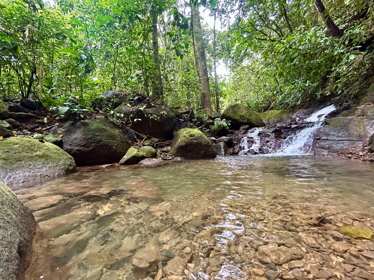 Selva Vista Estate – 5.9 Acres of Wild Beauty