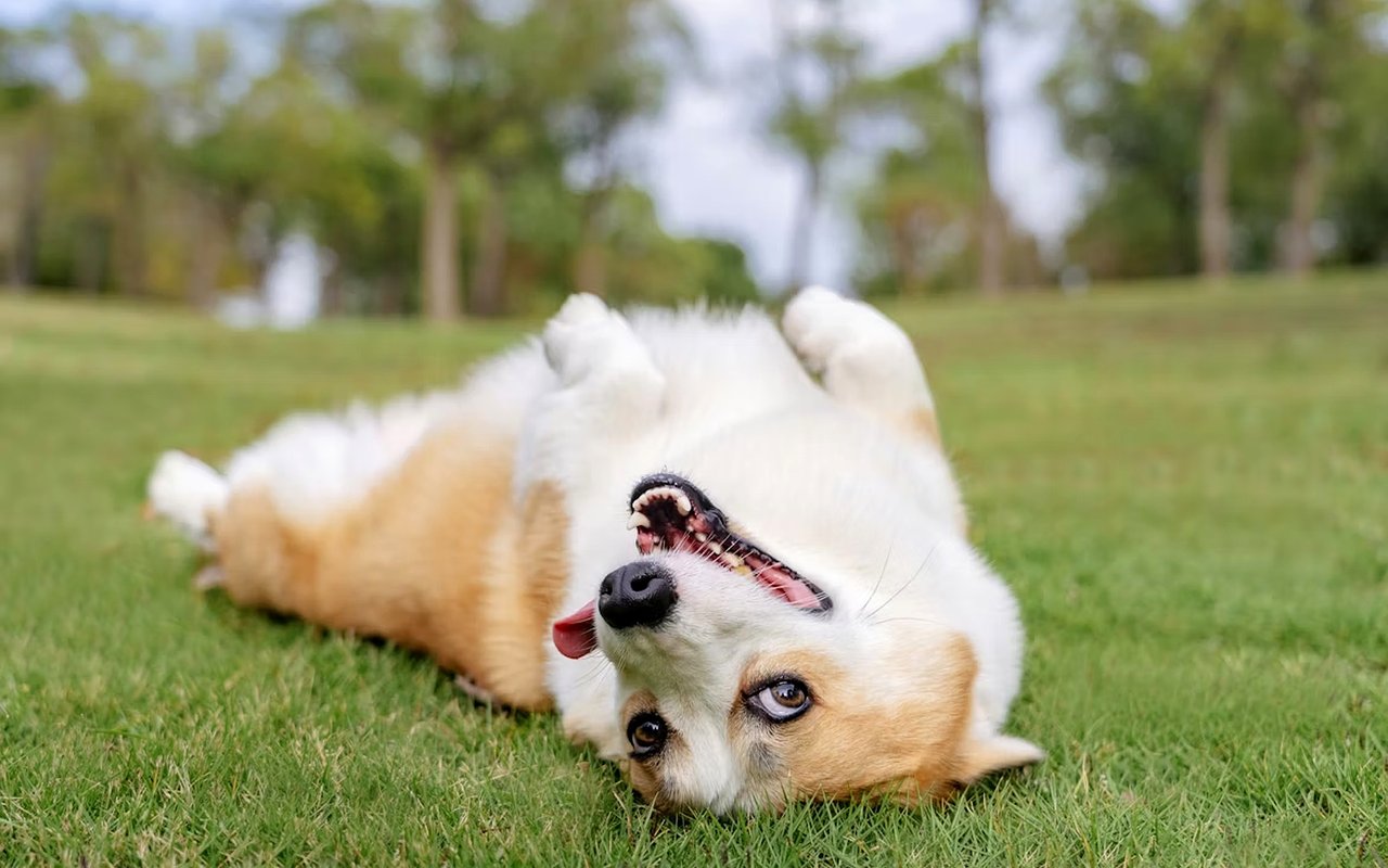 Fun with Your Pets in Naperville, IL