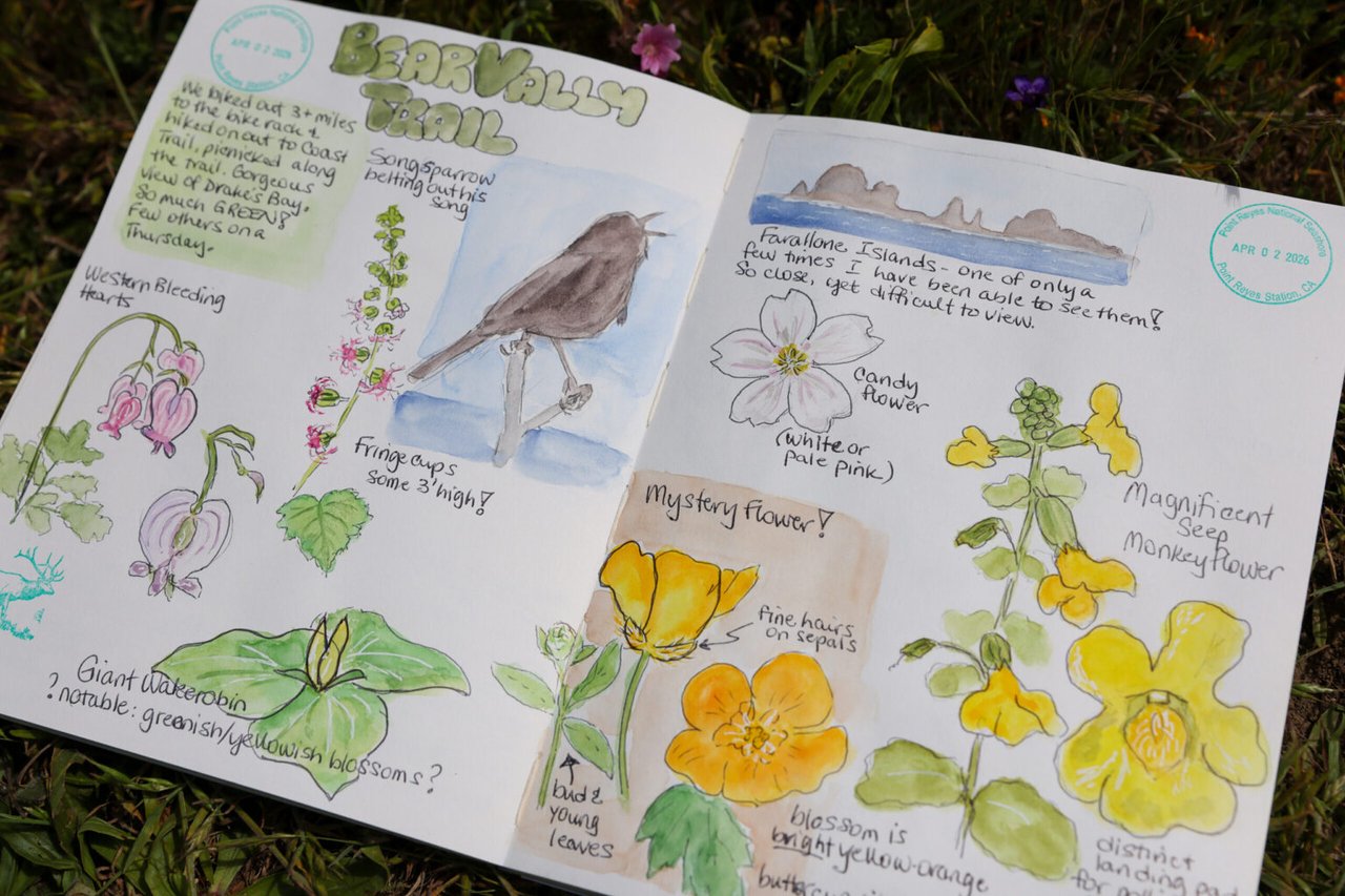 7 Nature Journaling Tips From Sonoma County Naturalist Sarah Reid