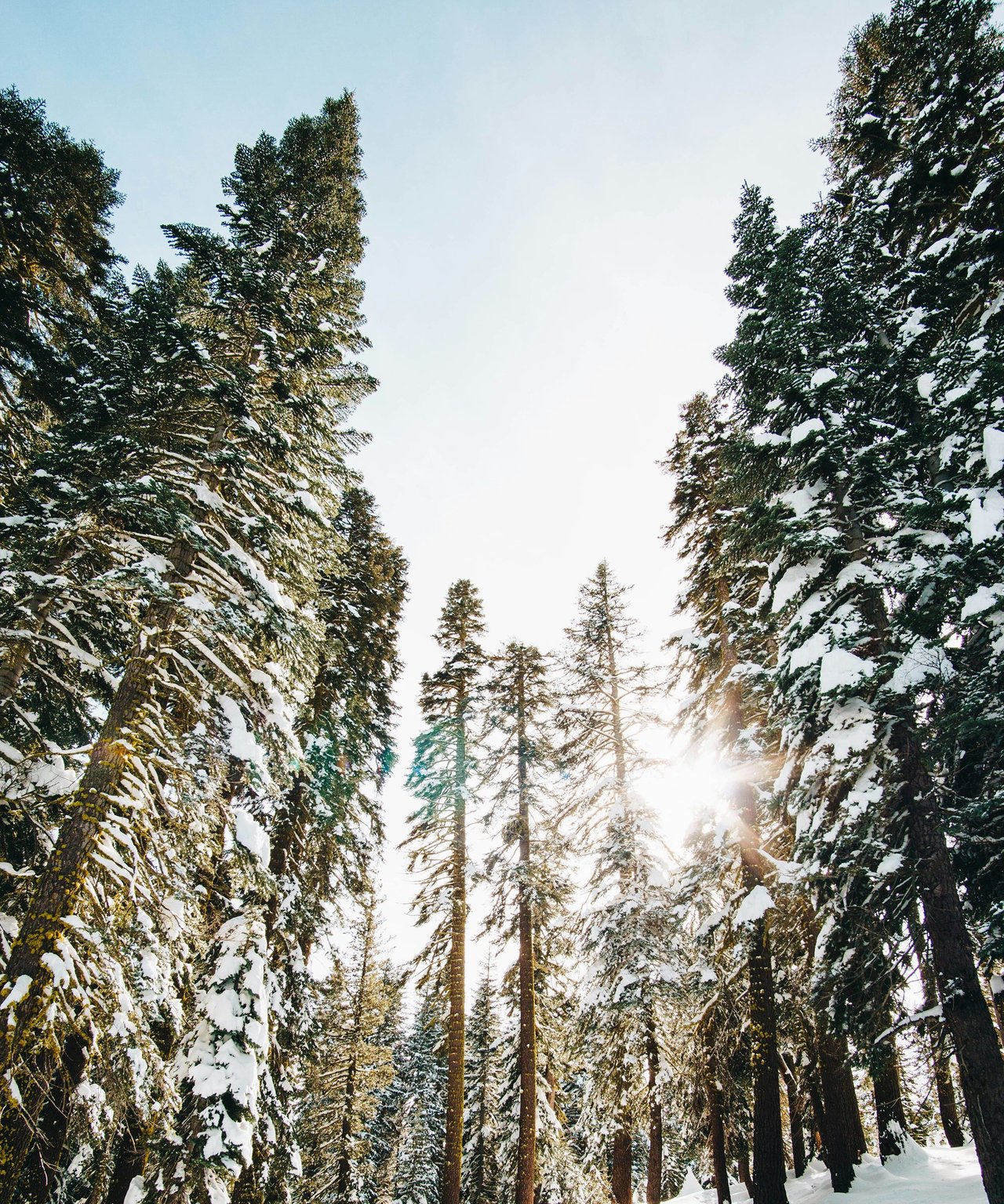 Snow-covered evergreens frame bright low sunlight in a winter forest.