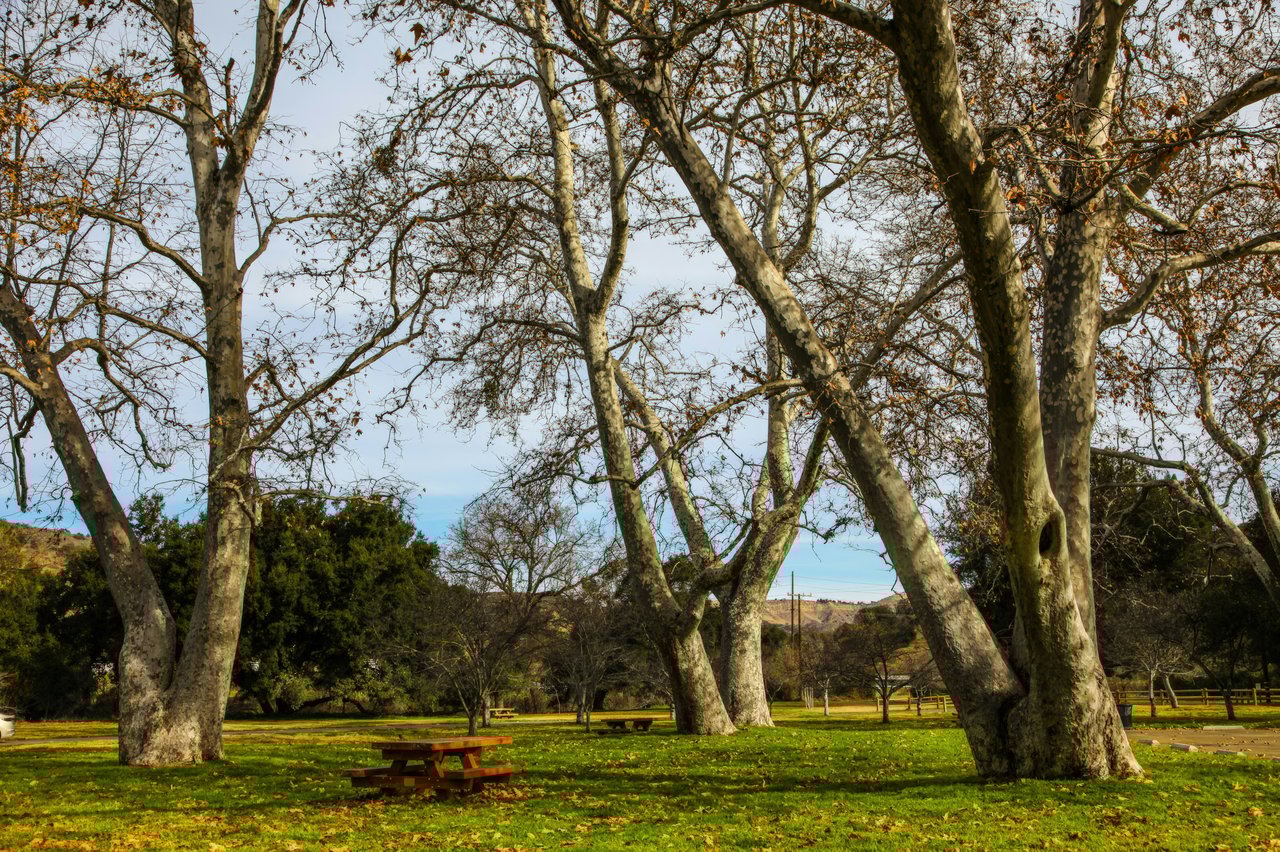 Sycamore Park