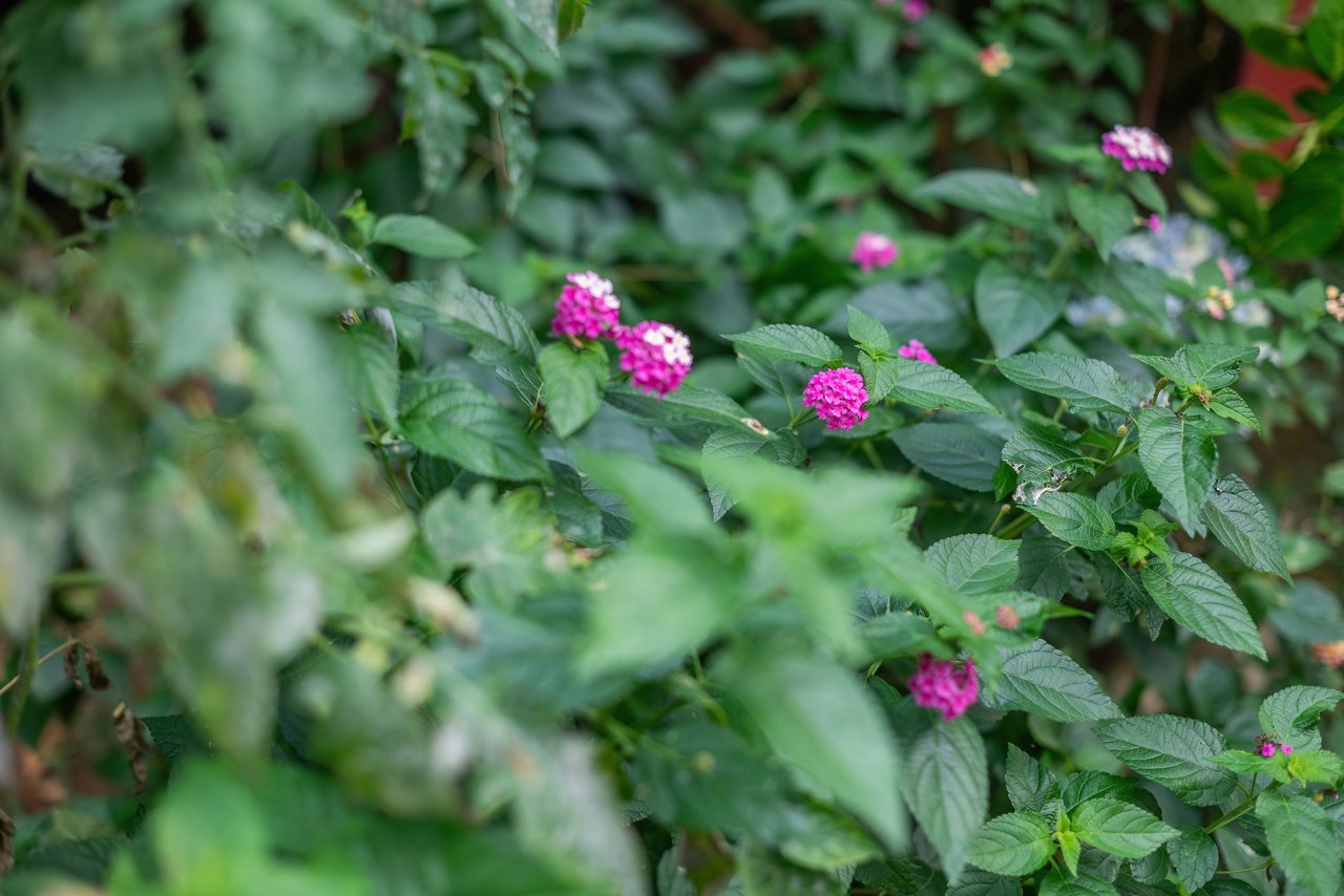 Turnkey 3-Residence Compound in Puriscal with Expansive Views & Saltwater Pool