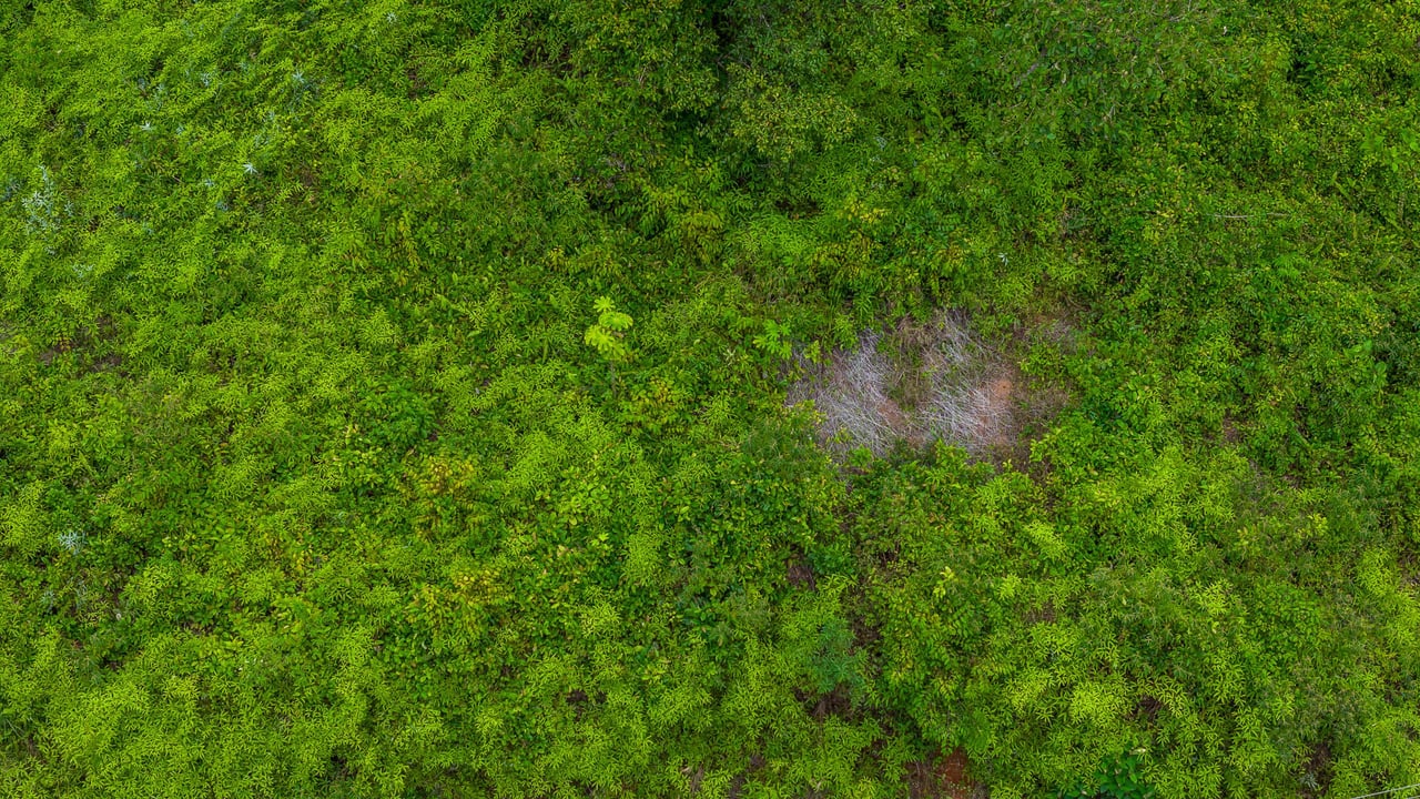 Costa Rican Gem with Conservation Potential: Preserve 26 Acres of Pristine Land