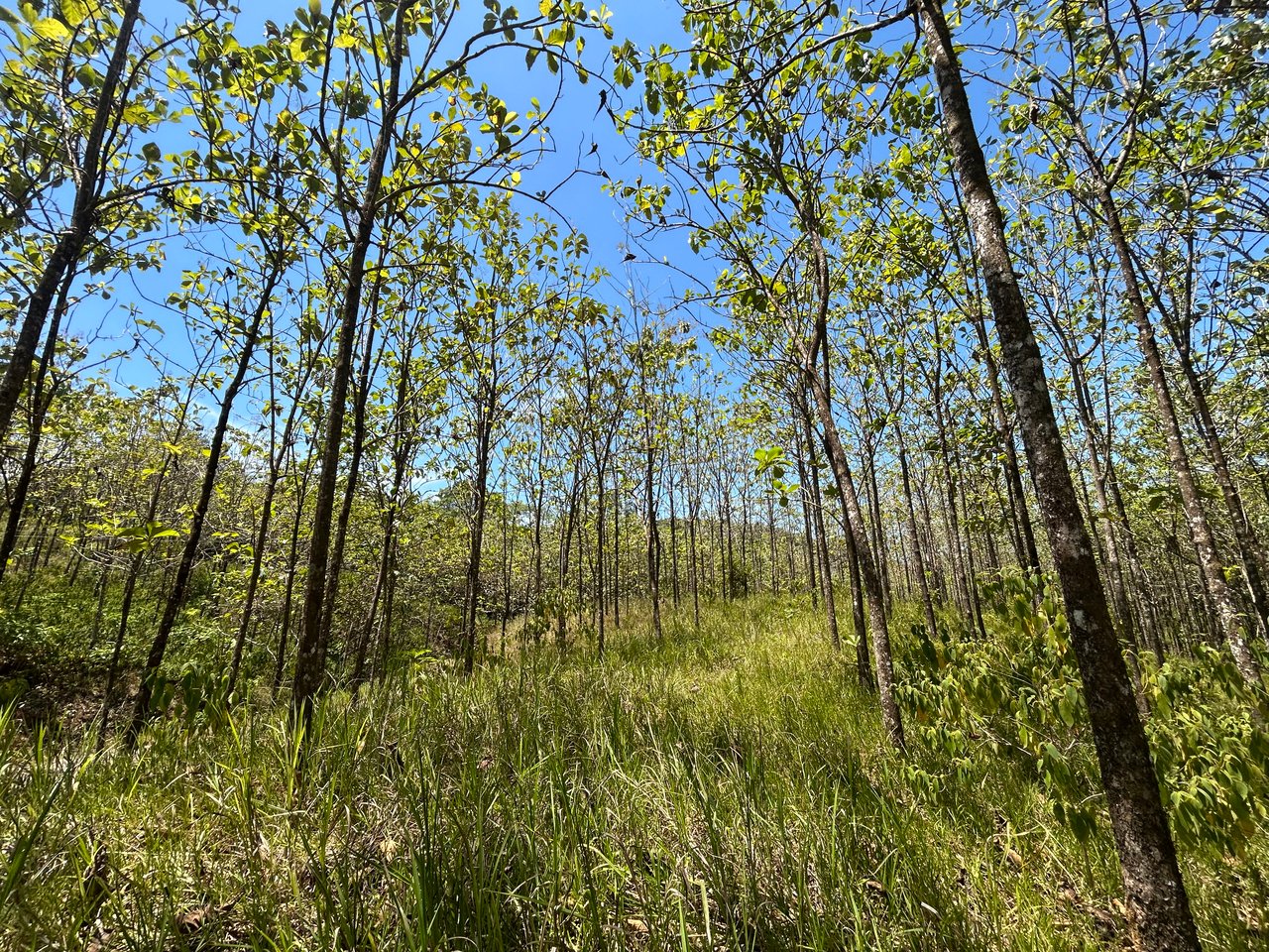 Prime 1.24-Acre Land in Matapalo / San Andrés – Ready to Build