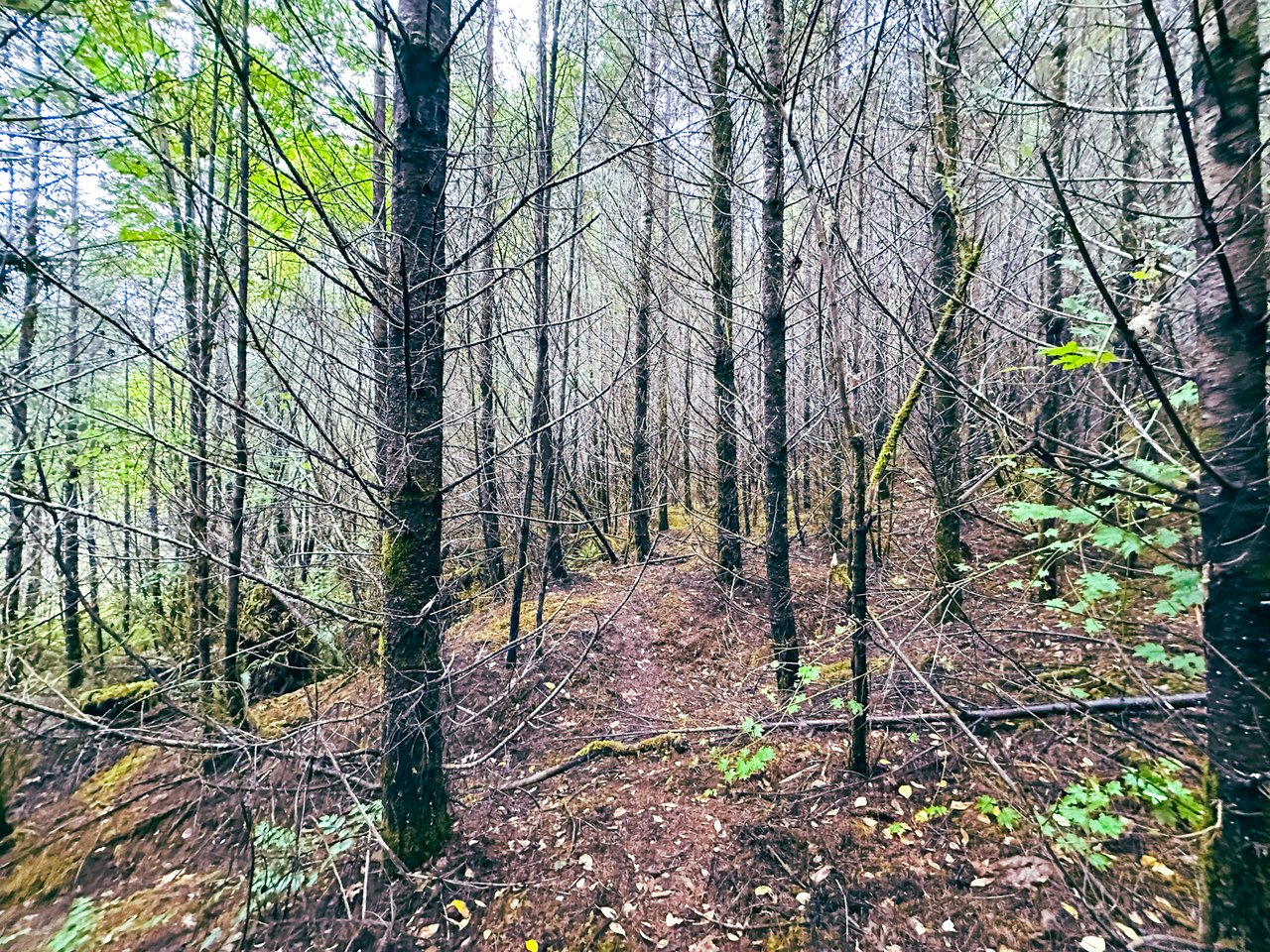 Little Forest