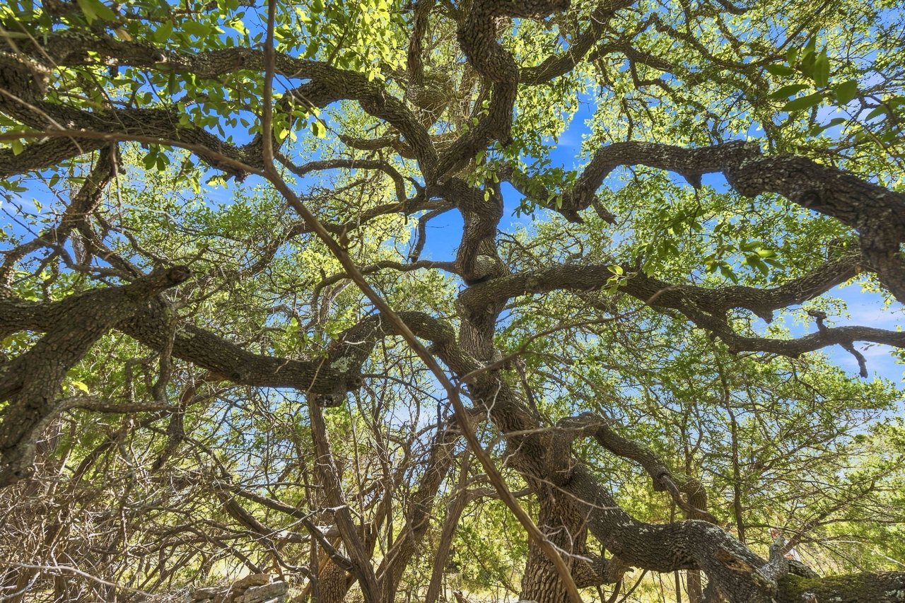 Mature oak tree canopy with thick twisting branches against a blue sky
