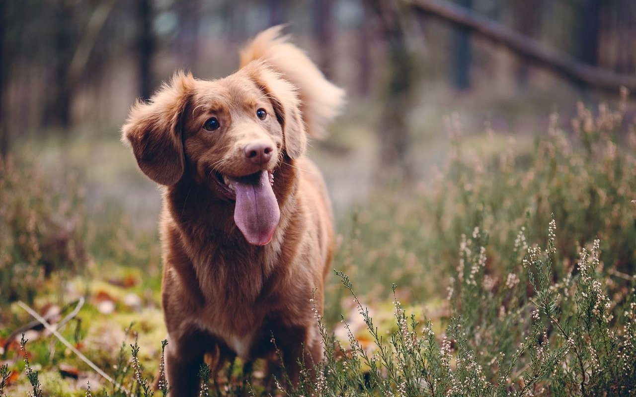 Brown dog panting in a grassy field