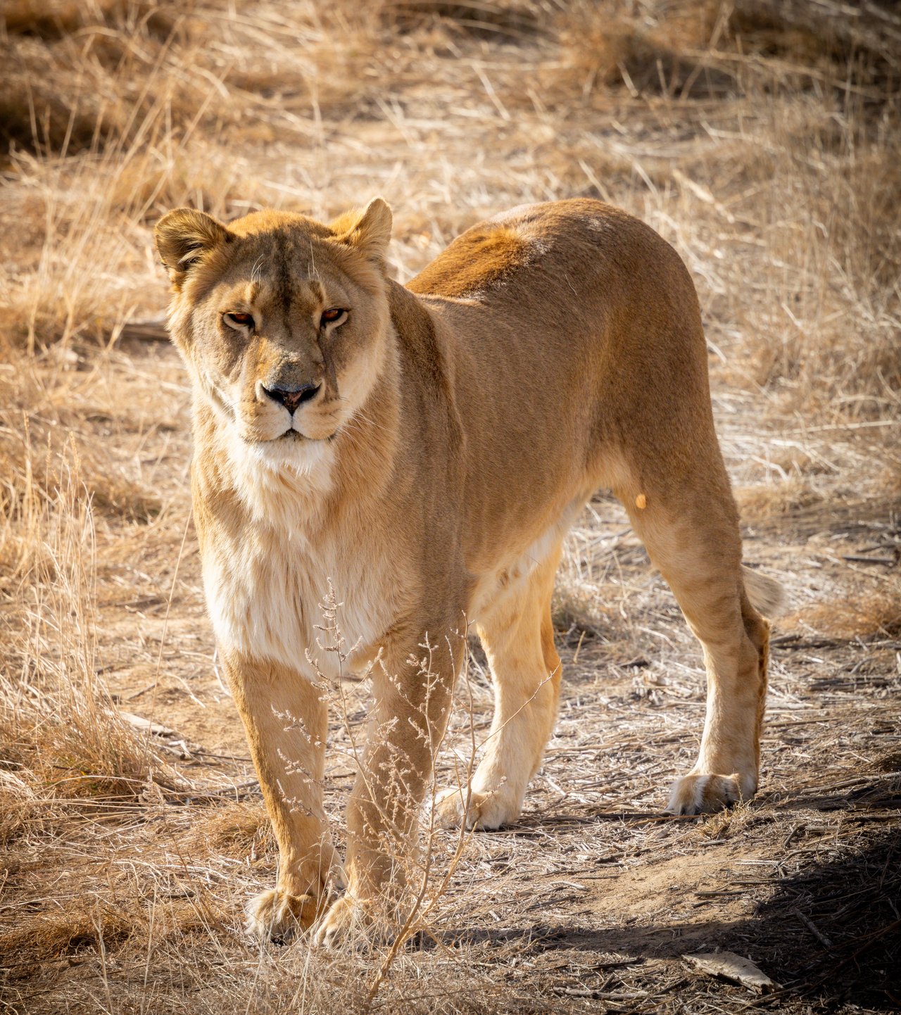 Into the Wild: Monica Breckenridge’s Unforgettable Journey at The Wild Animal Sanctuary Subtitle