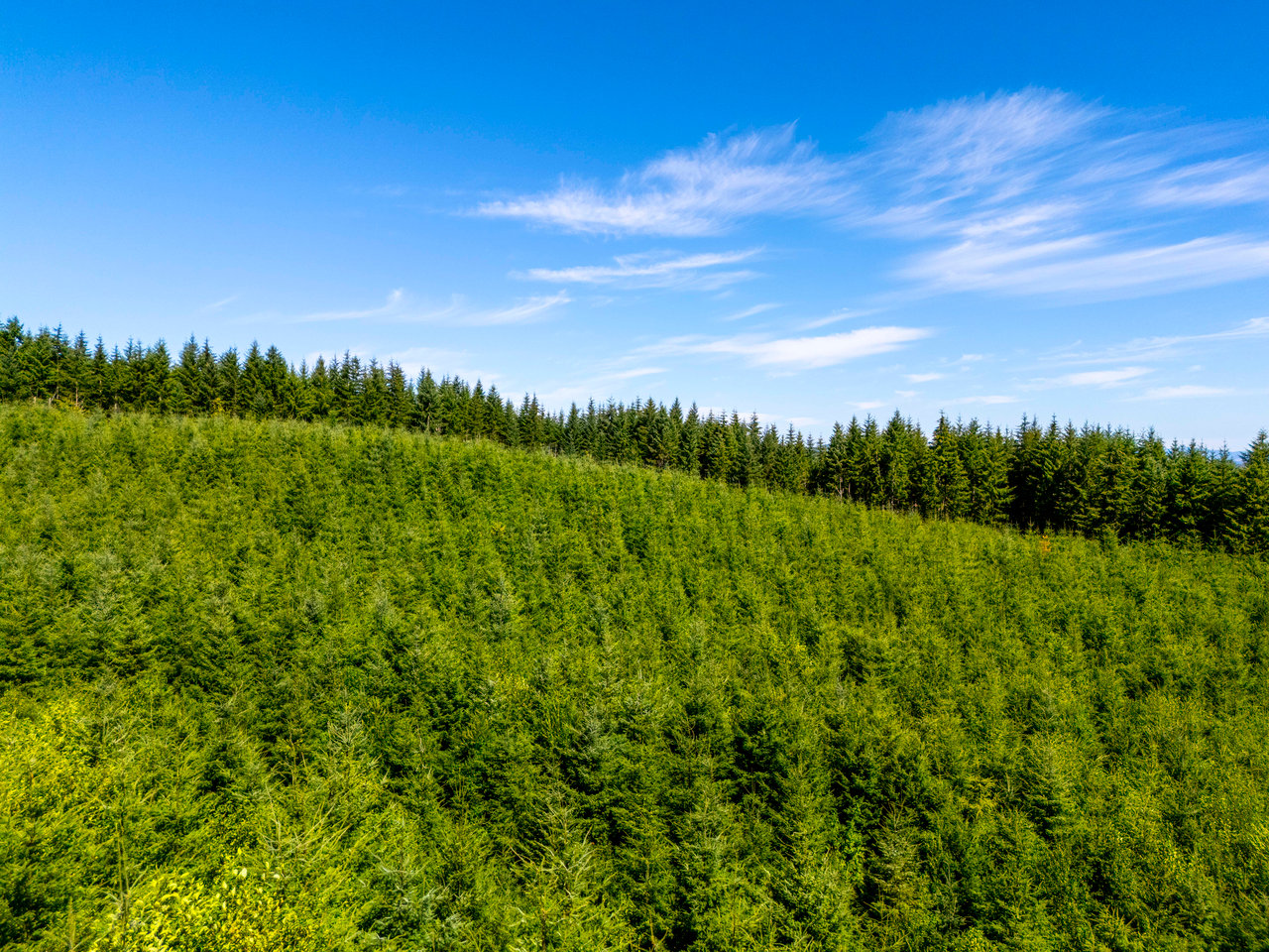 LINCOLN-HILLTOP TREEFARM Sealed Bid Offering 