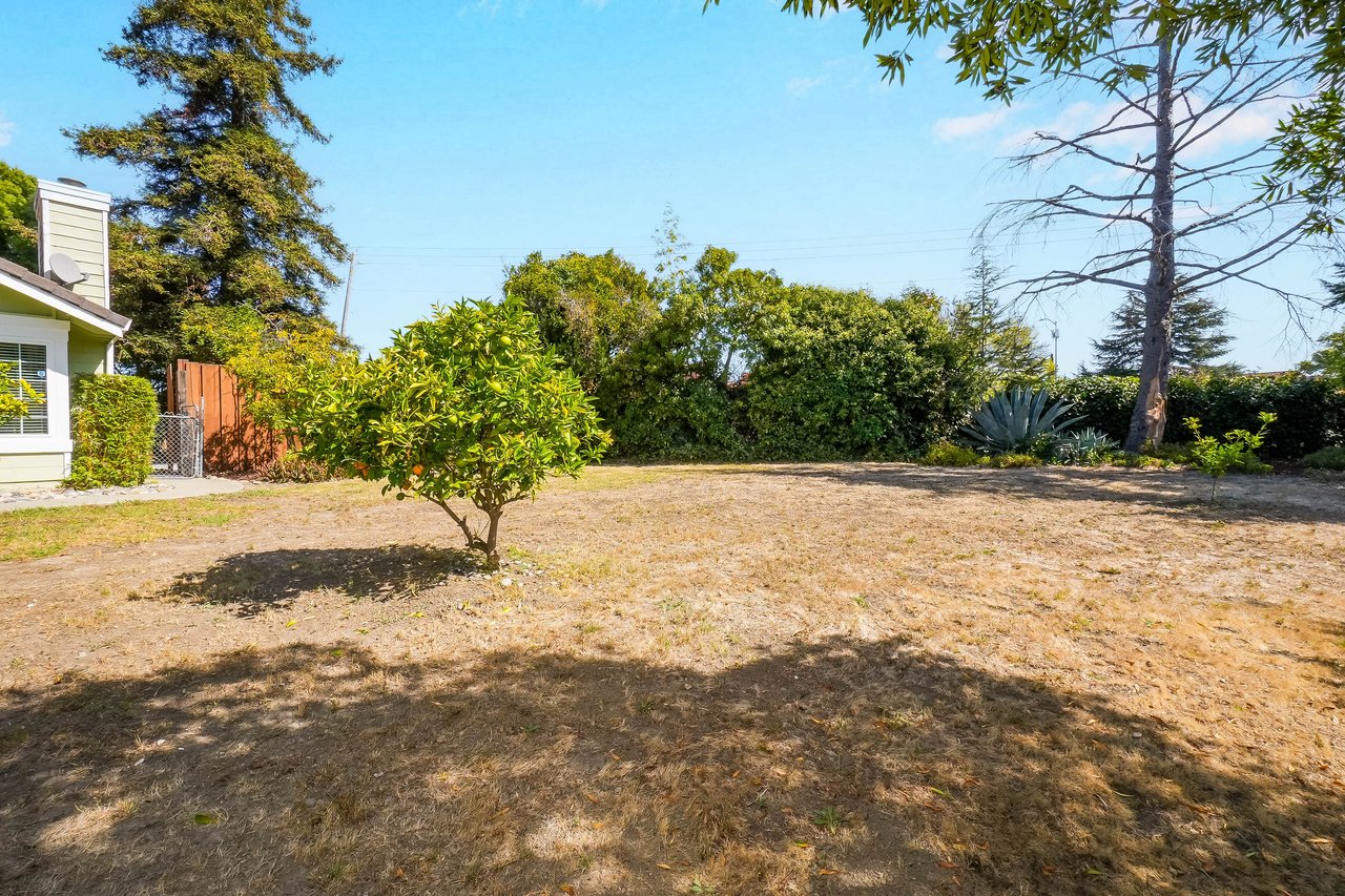 Backyard with a dry lawn, leafy tree, mature shrubs, and agave beside the house.