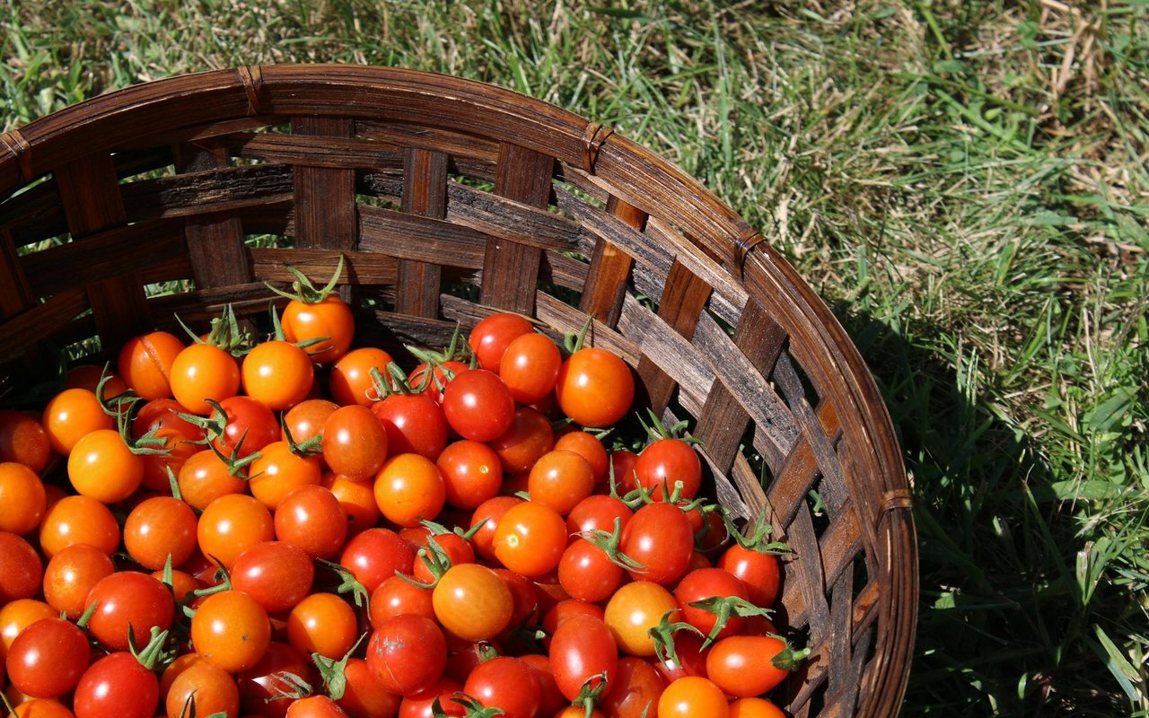 ROOF Recipient Spotlight - Mercy Brown Bag Program