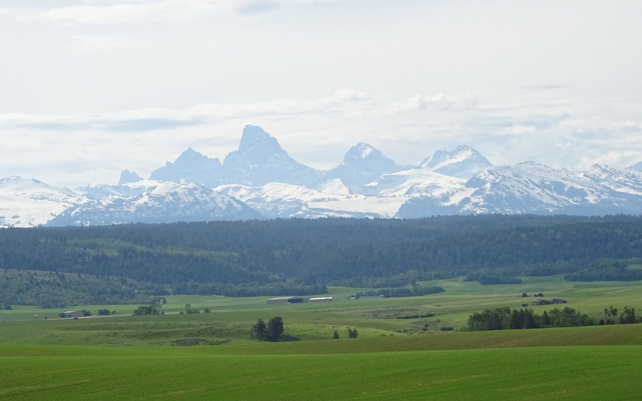 Tetonia