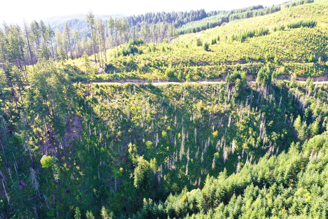 High Pass Tree Farm