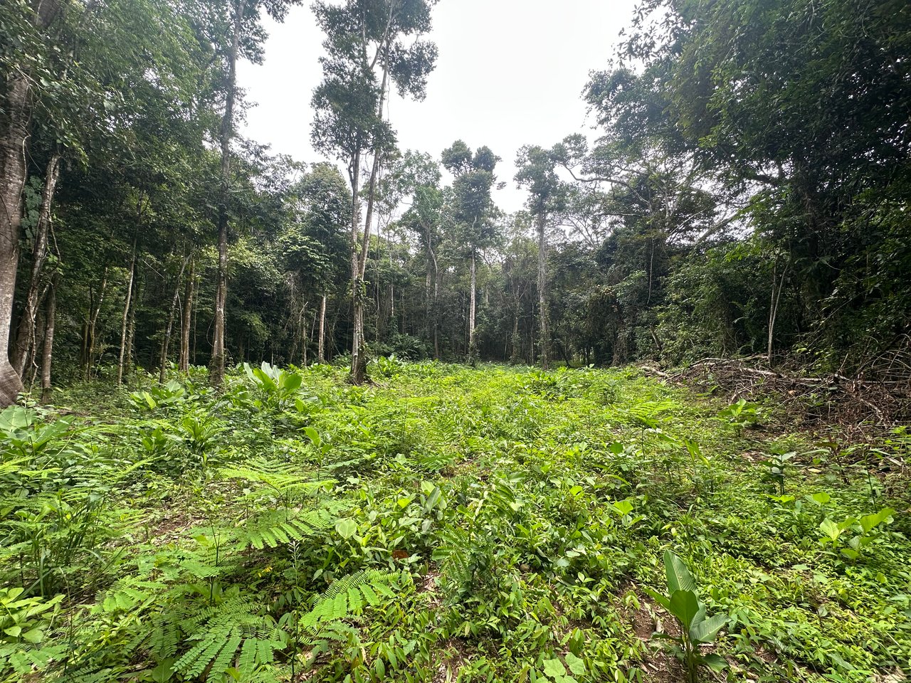 Jungle Oasis with River Frontage Near Dominical – 5.2 Acres of Pure Nature