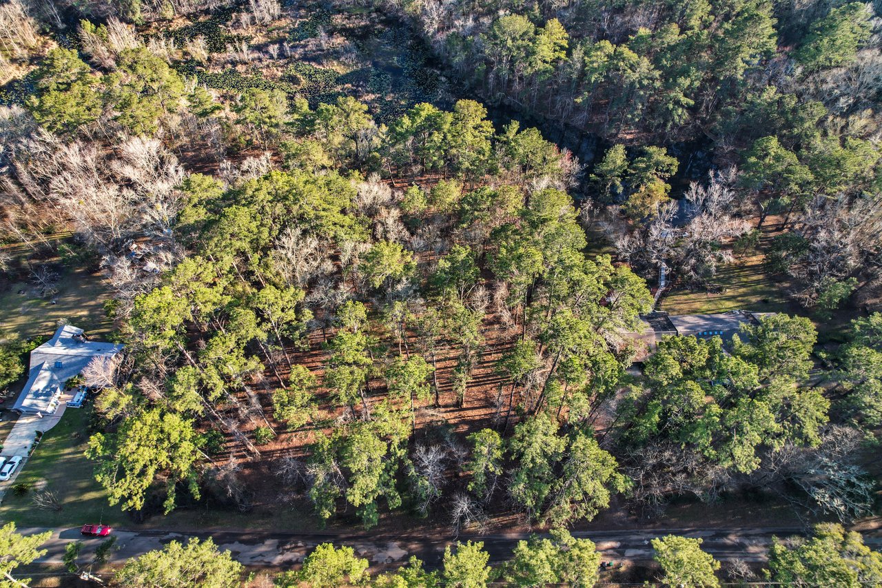 Aerial view of a dense green forest with scattered leafless trees, intersected by a winding road. A house and a few parked cars are visible at the edge.