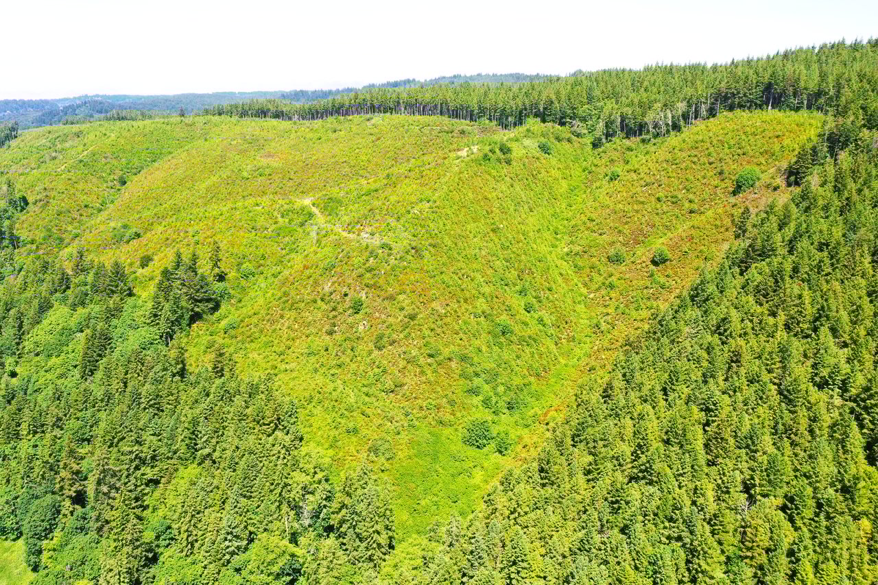 Alsea Estuary Forestland