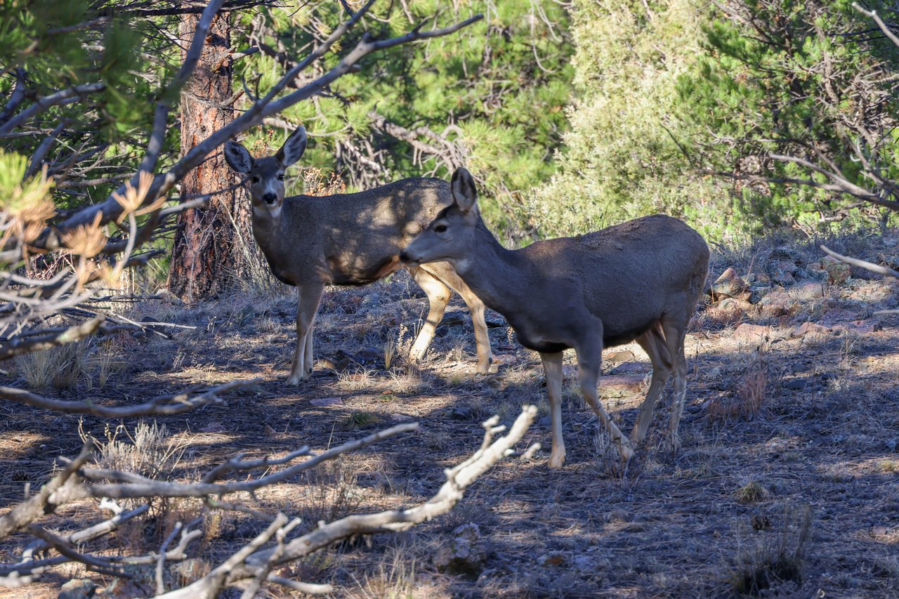 Cascade-Chipita Park