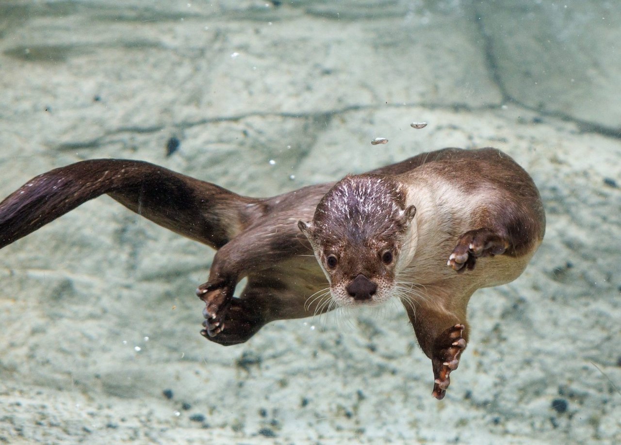 Explore the Tennessee Aquarium