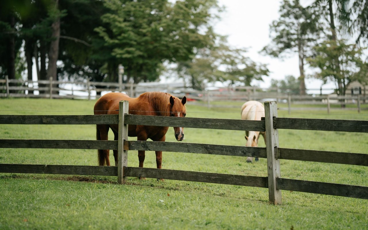Colts Neck