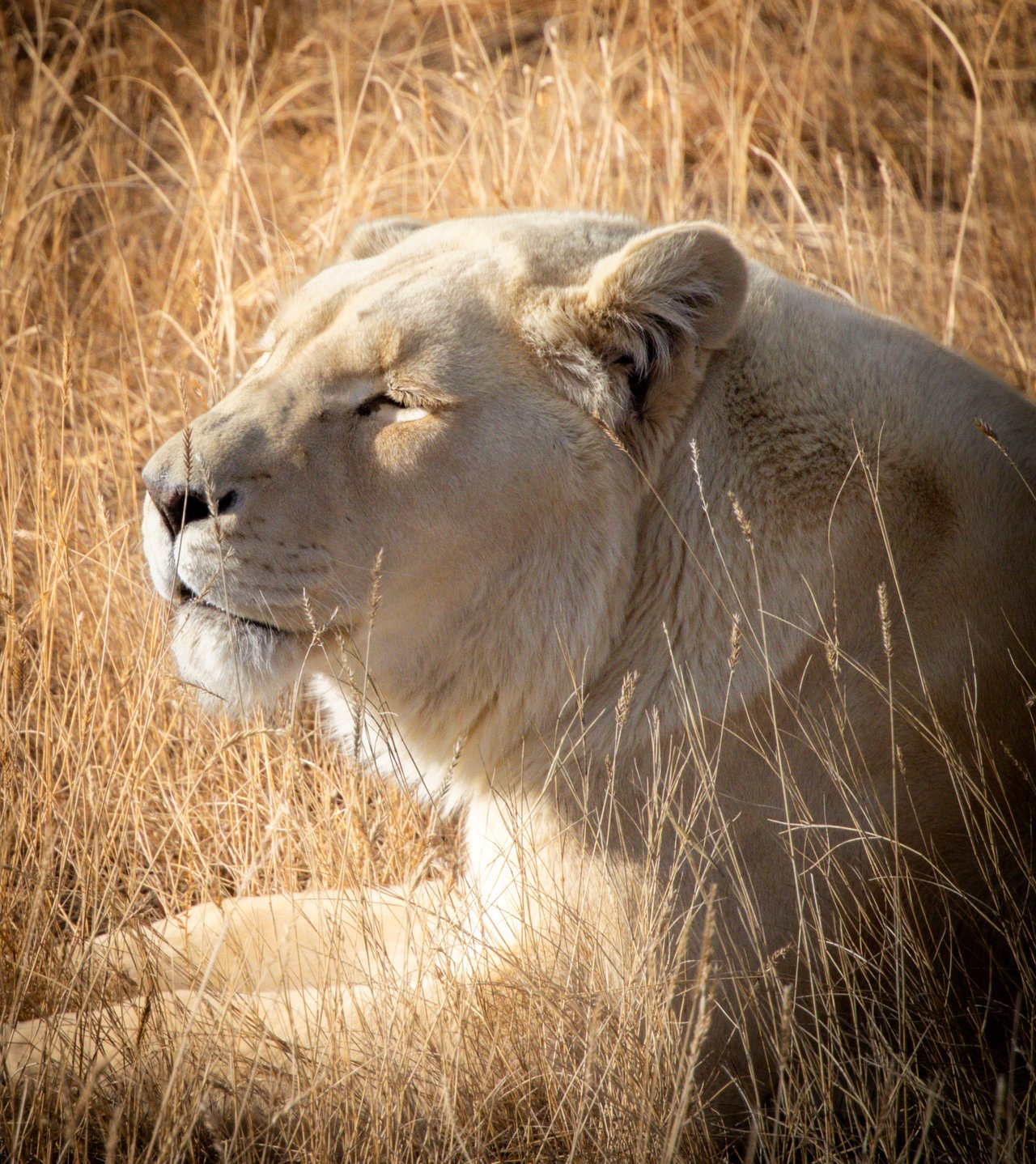 Into the Wild: Monica Breckenridge’s Unforgettable Journey at The Wild Animal Sanctuary Subtitle