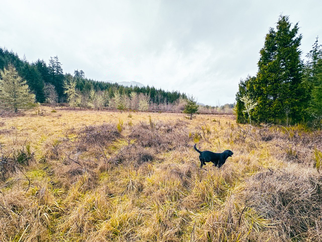 Coast Fork Woodland Meadows