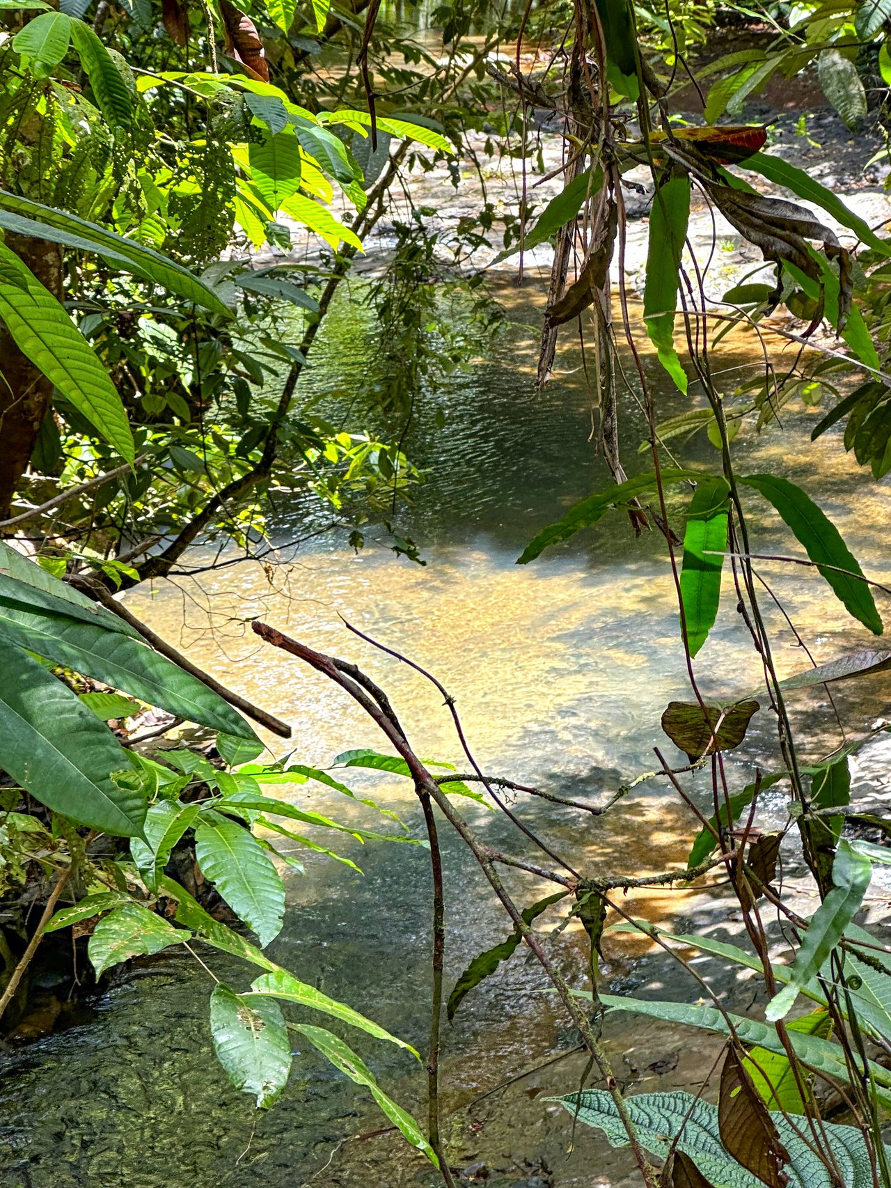 Jungle River Retreat with Airbnb & Build Space in Ojochal