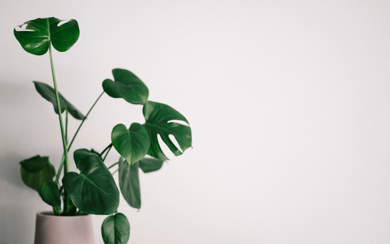 How to Improve the Air Quality of Your Home