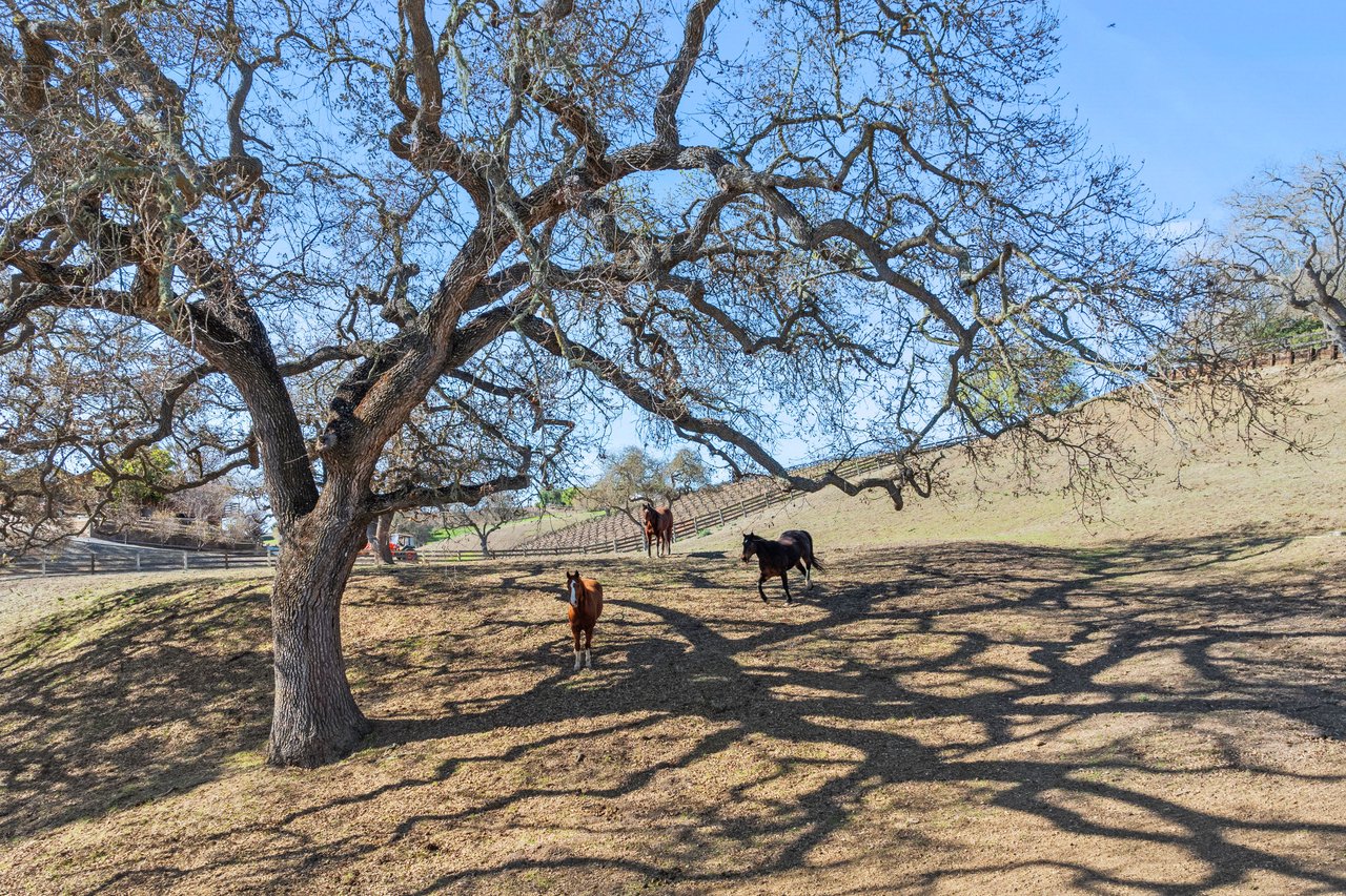 5+/- Acre Los Olivos Retreat