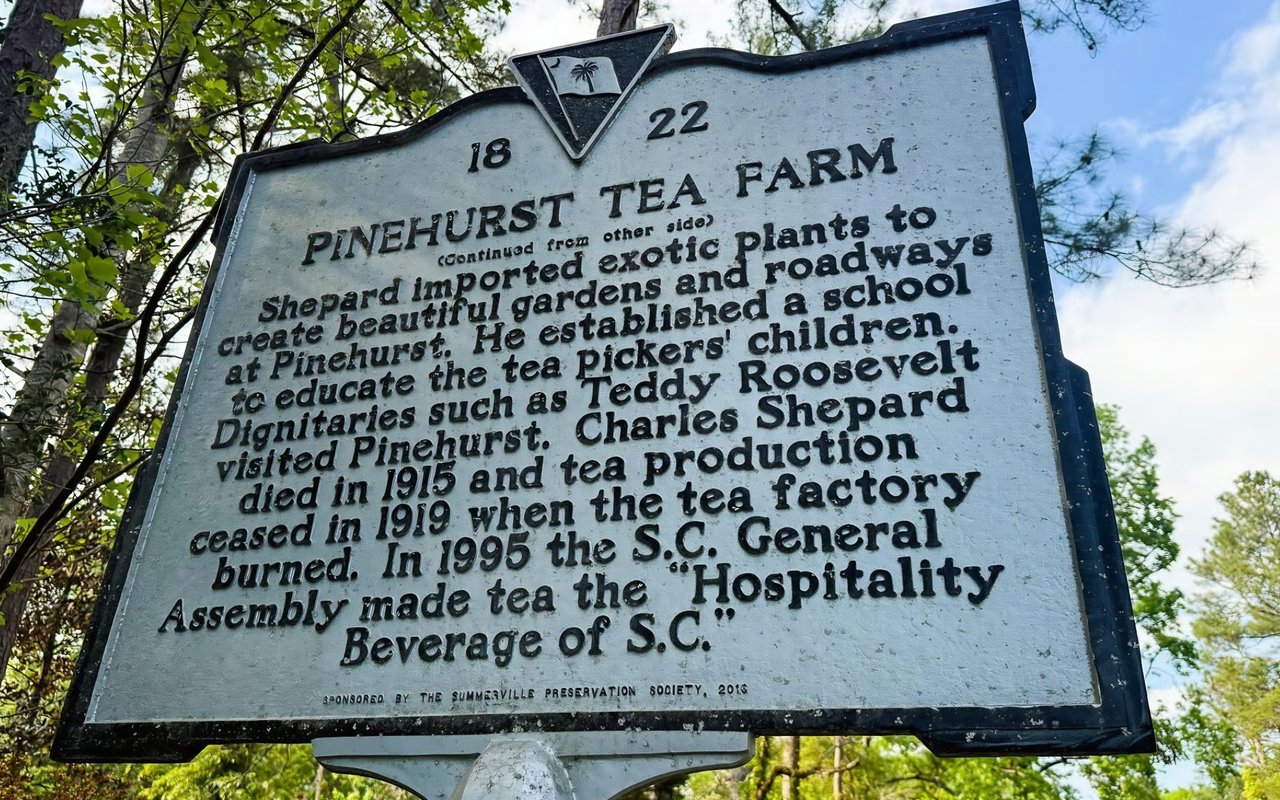 Tea Farm