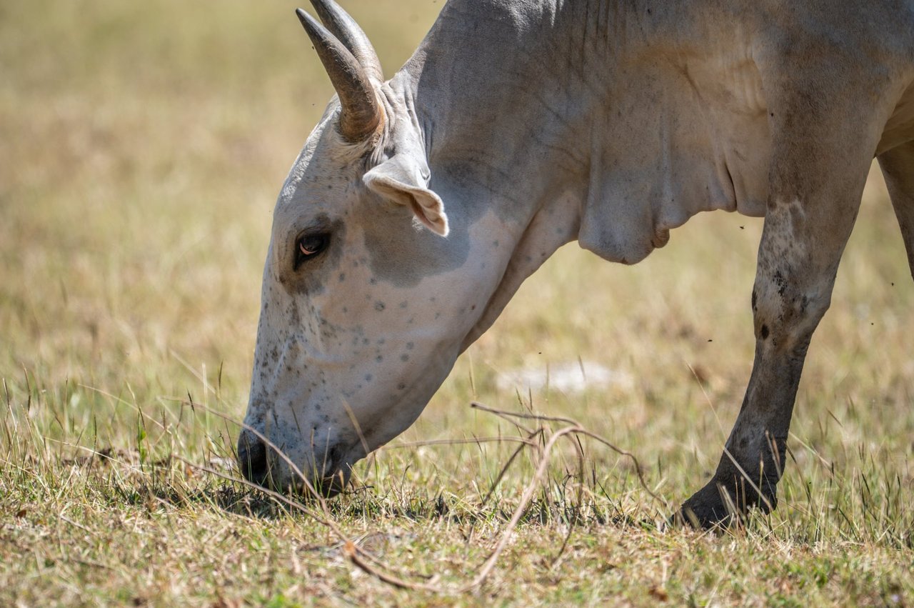 Prime 444-Acre Investment Opportunity 