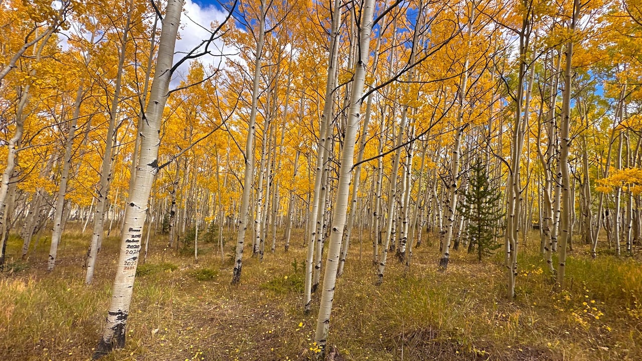 Exploring Colorado’s Gold Belt Tour: A Jeep Adventure Like No Other