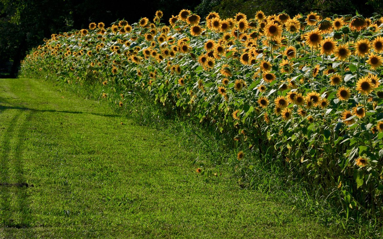 Brentwood