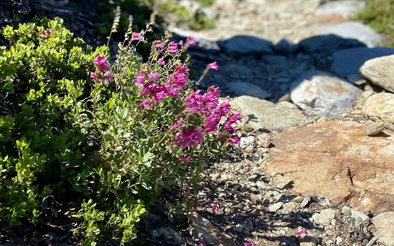 High Sierra Wildflowers