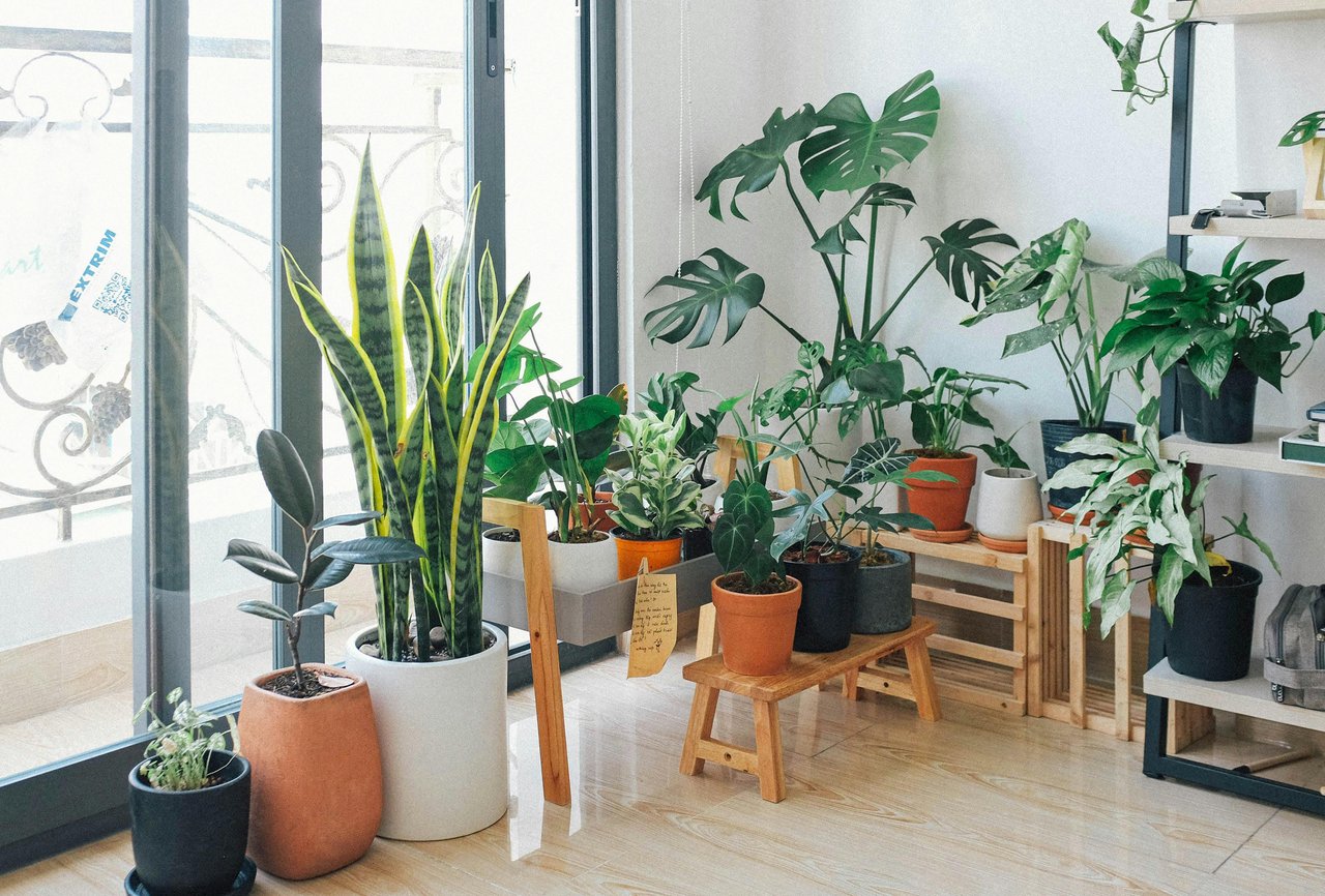 How To Care For Houseplants During A Heat Wave