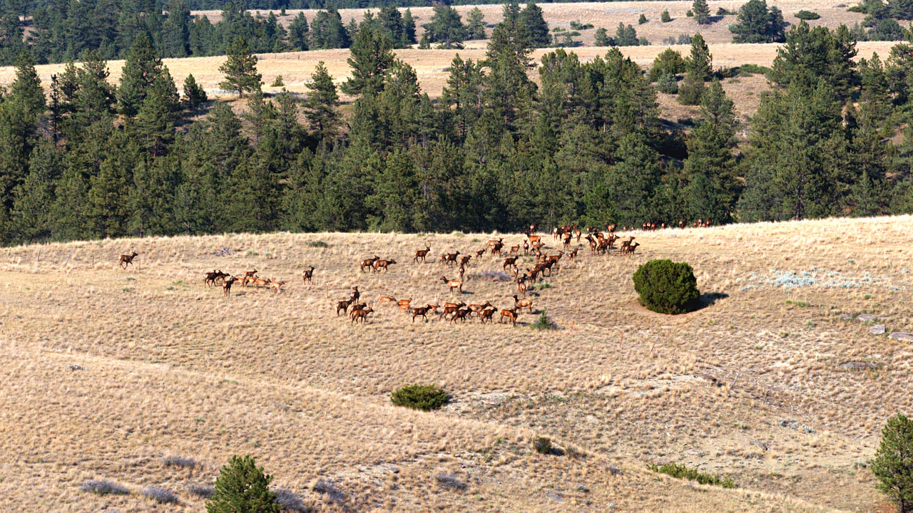 Stillwater County Ranch - Represented Buyers