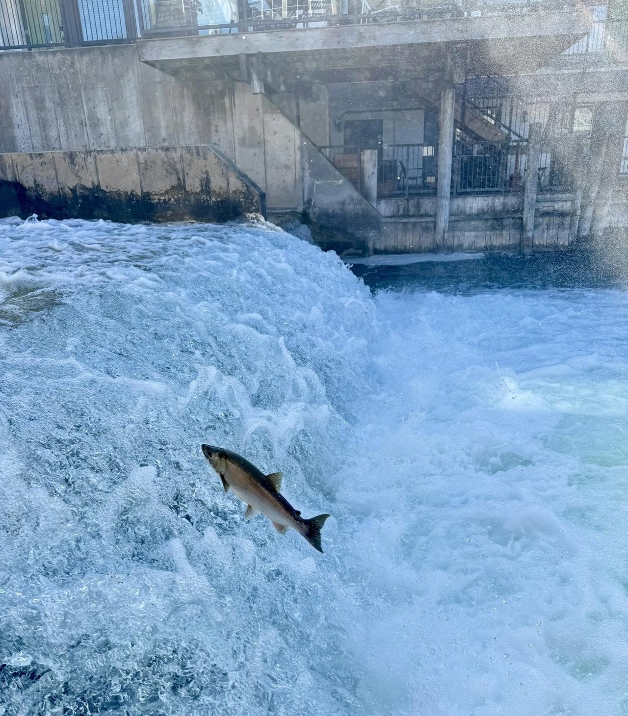 The Salmon Are Running. Here's Where to Watch. cover