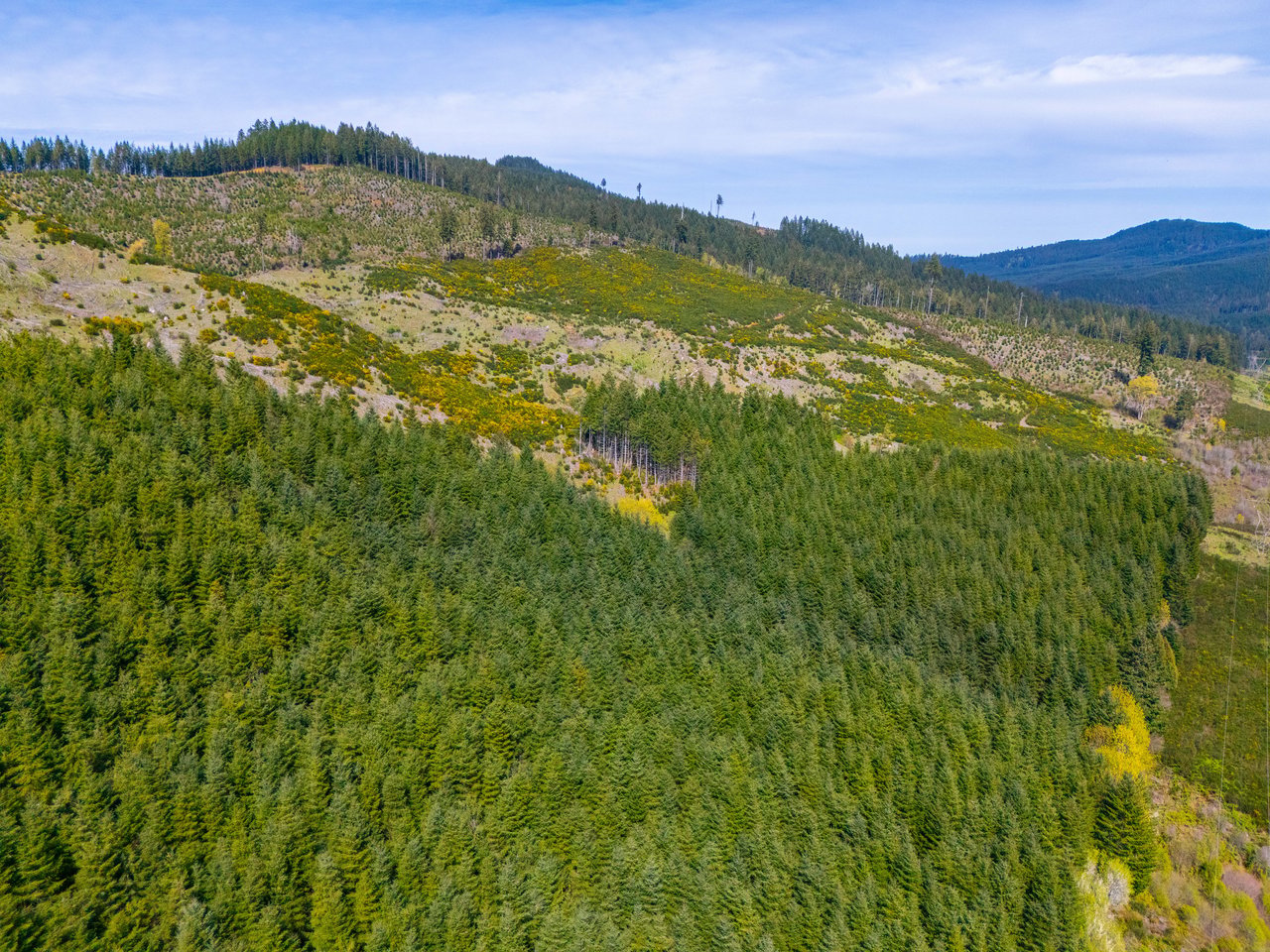Walton Wild Woods