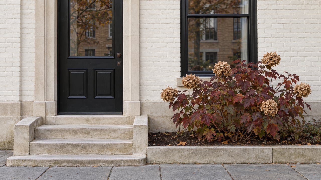 White-painted brick townhouse entry with a black door, tall black-framed window, limestone steps, and burgundy oakleaf hydrangea.