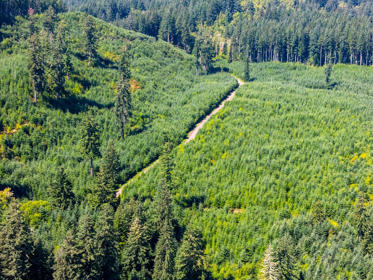 LINCOLN-HILLTOP TREEFARM Sealed Bid Offering 