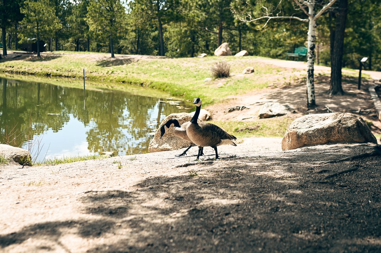 Among the Pines: Life in Black Forest, Colorado