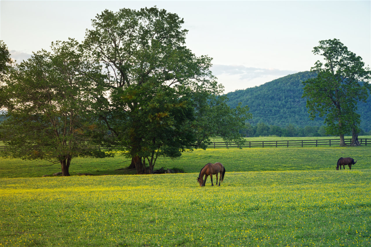 Your Local Lens: From Crozet to Keswick and beyond, we know the Charlottesville area like the back of our hand — and we’re proud to call it our home.