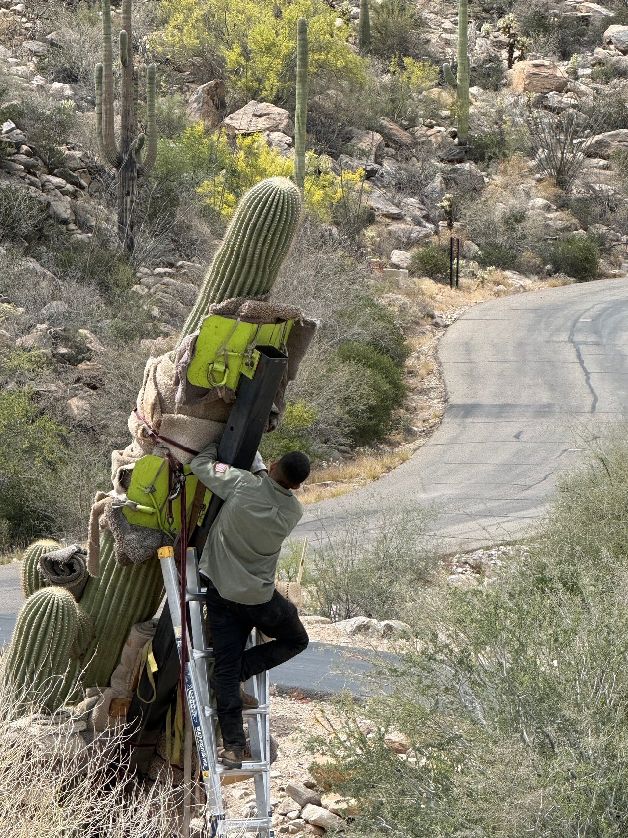 Three Century-Old Saguaros Make a Grand Entrance at Saguaro Ranch