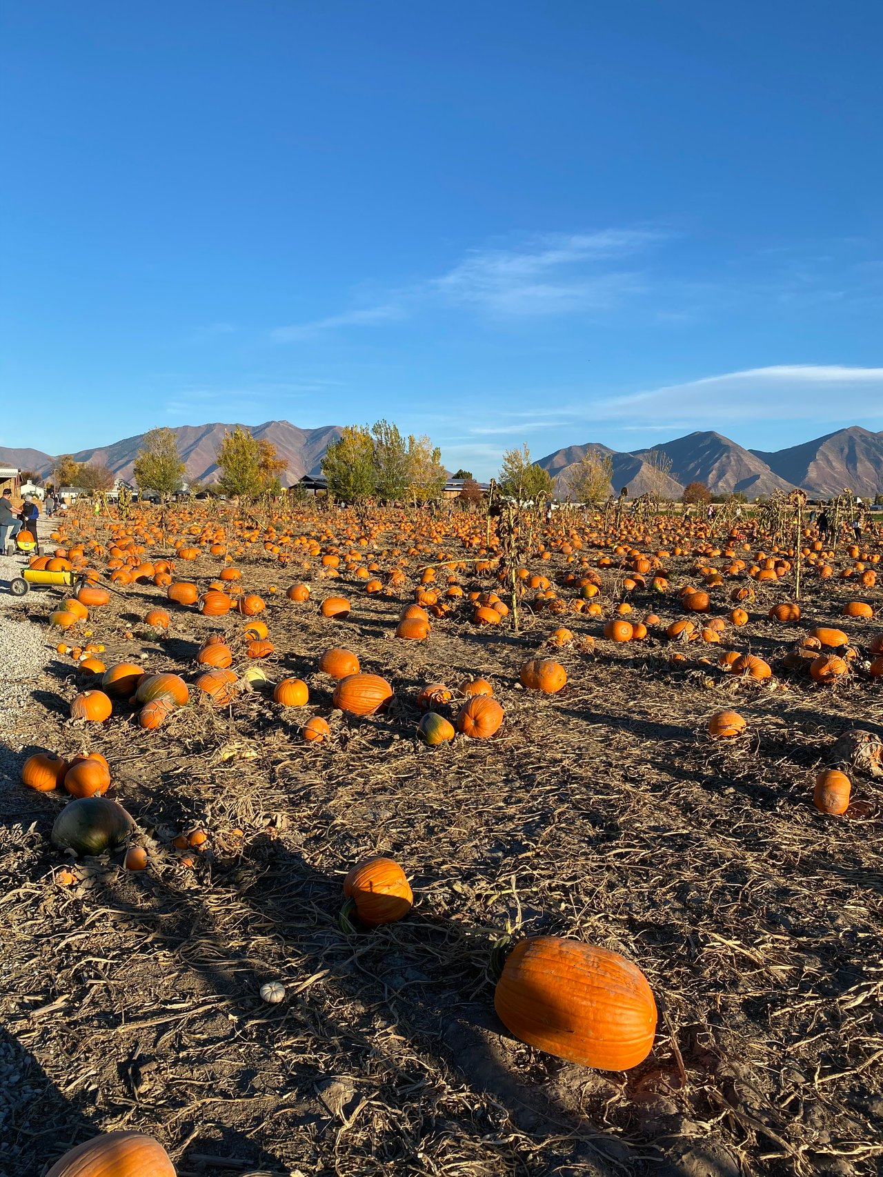 Pumpkin patch with scattered pumpkins and mountains in the background.