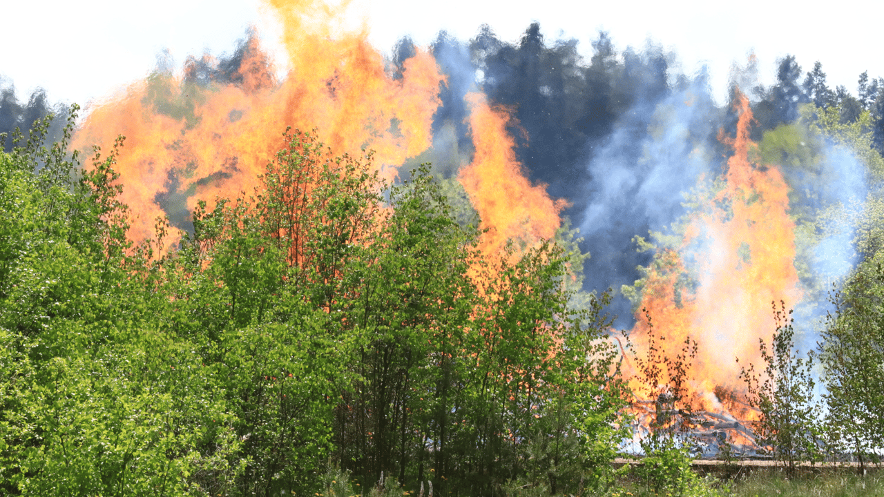 The Impact of Government Control and Recent Wildfires on California's Insurance Industry 